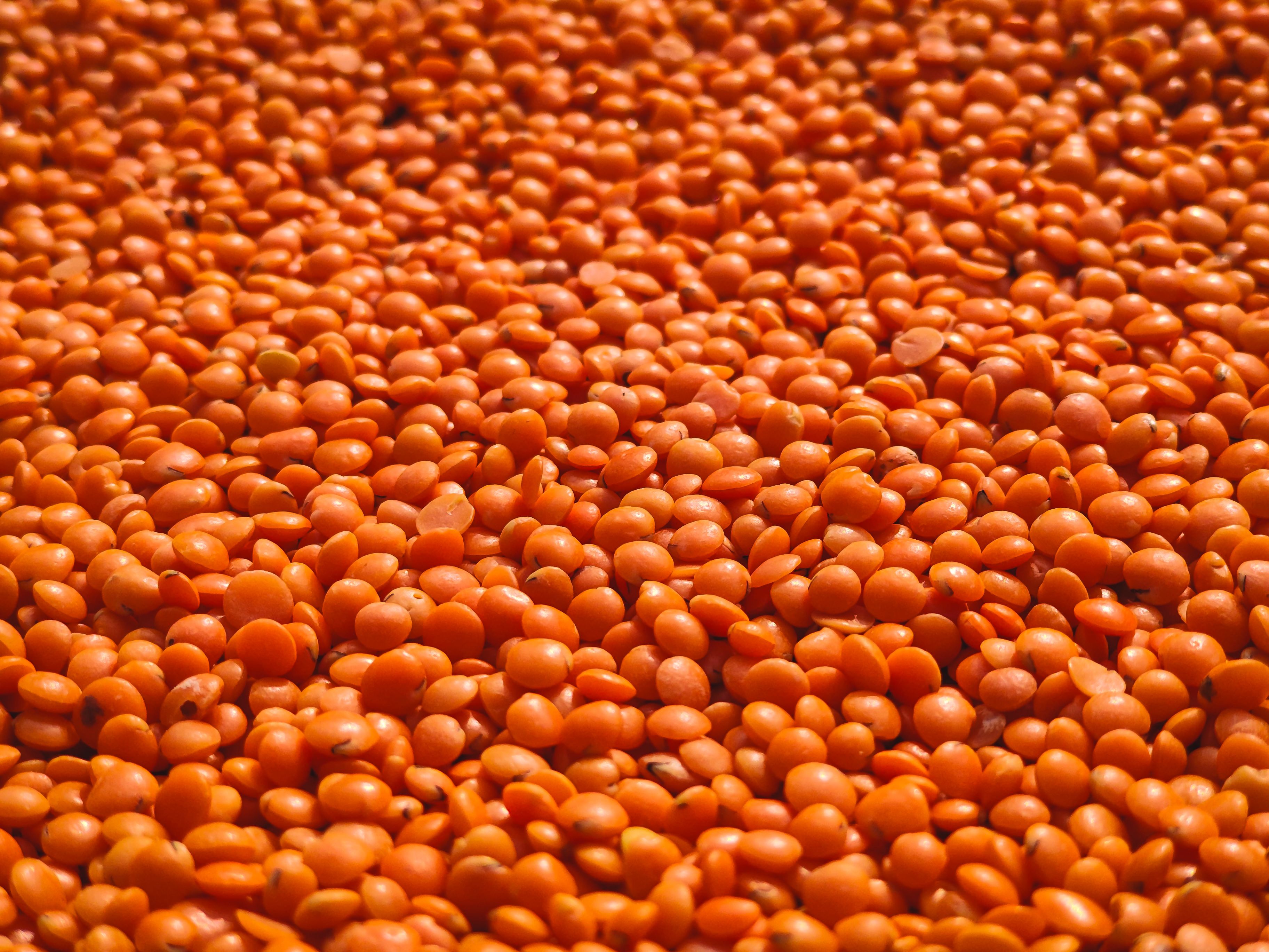 Split Red Lentils